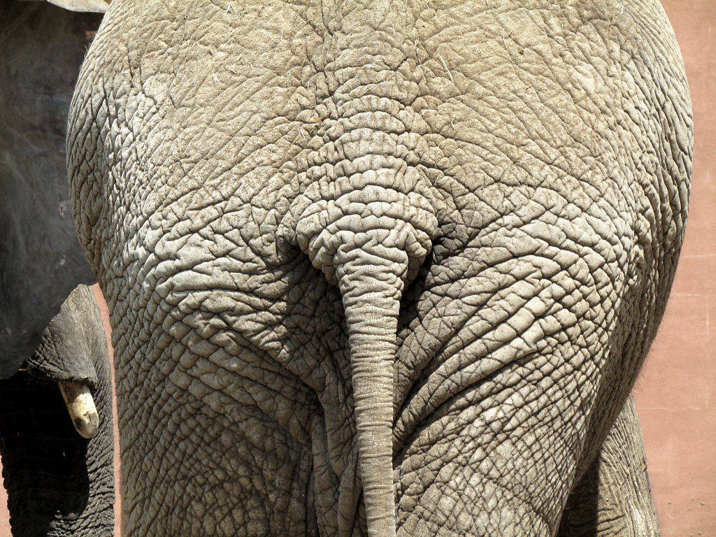 A picture of an elephants rear