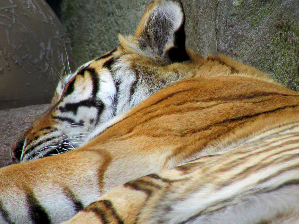 Sleeping tiger at the zoo