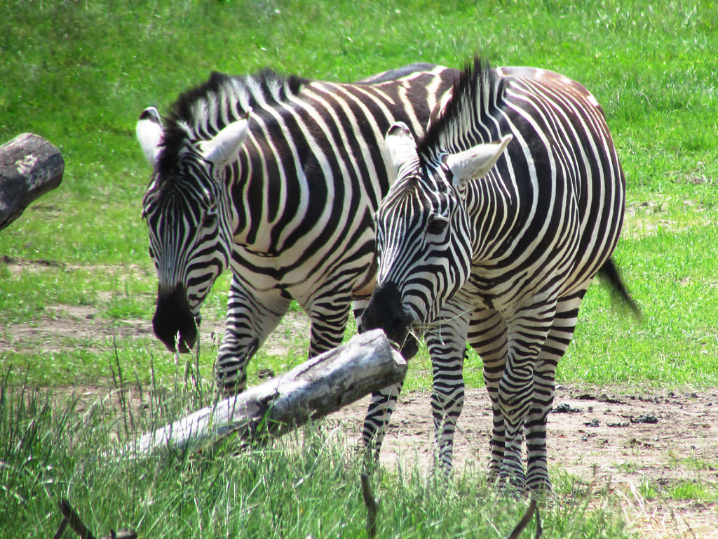 Zebras roaming and feeding