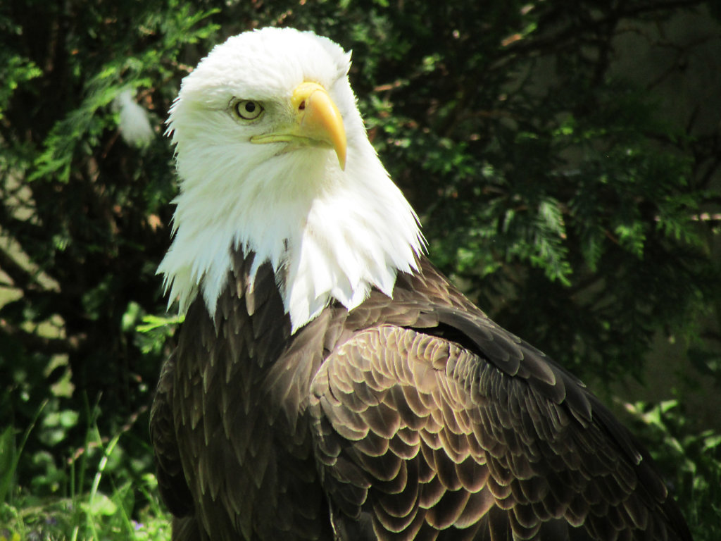 Bald Eagle at Zoo