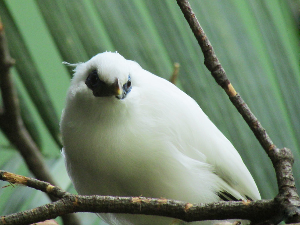 A rounded plump white bird perched at the aviary in the zoo
