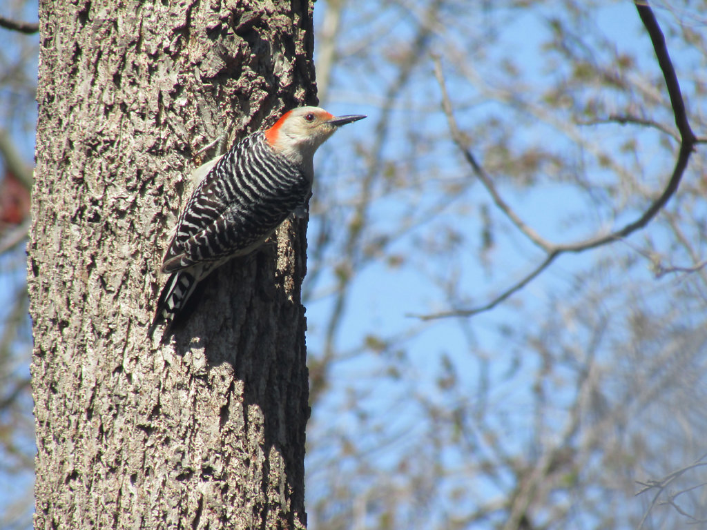 Red headed woodpecker hanging on tree