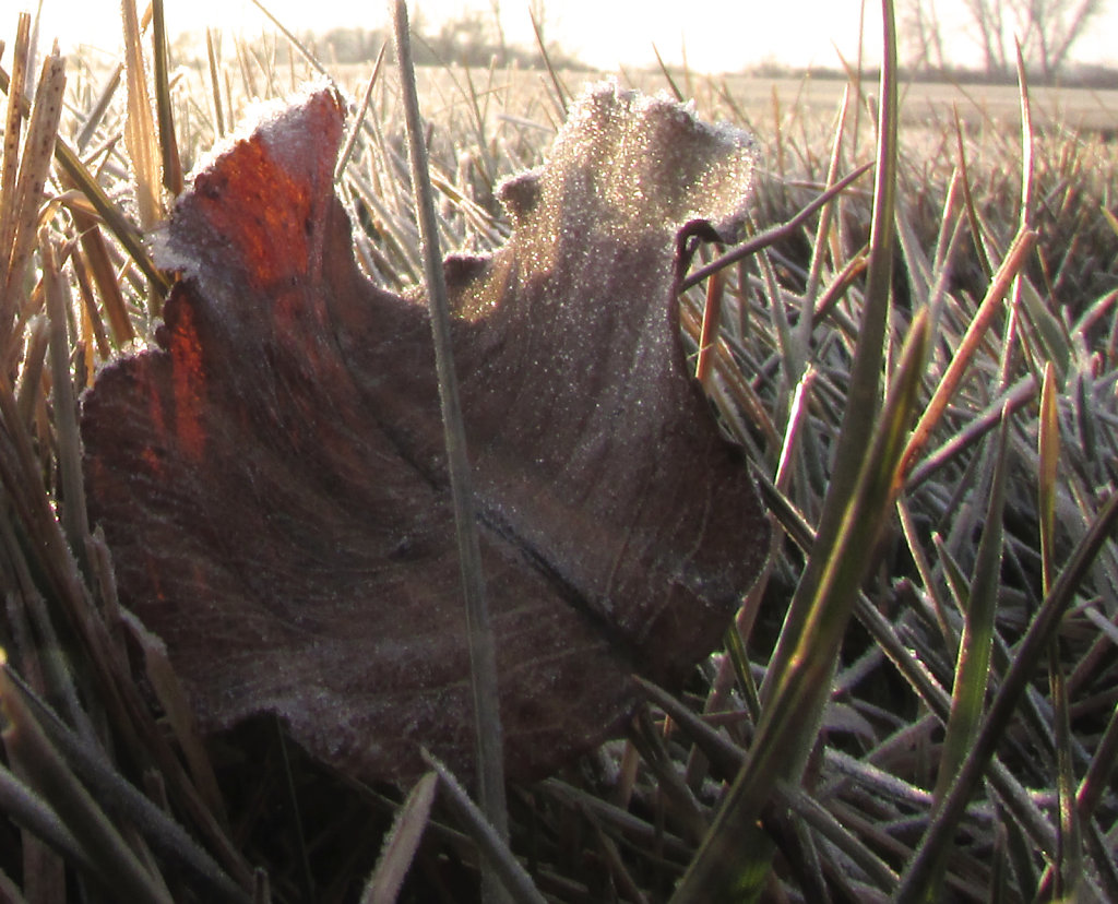 Early morning frost image with a tree leaf in the picture