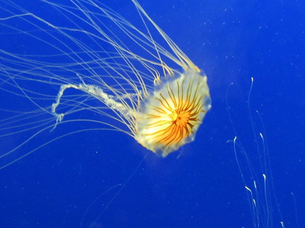 Bright jelly fish picture orange on blue