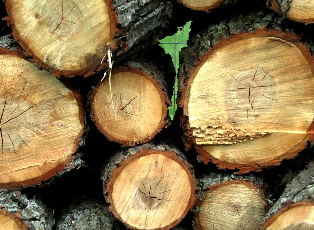 Pile of cut logs stacked along a fence