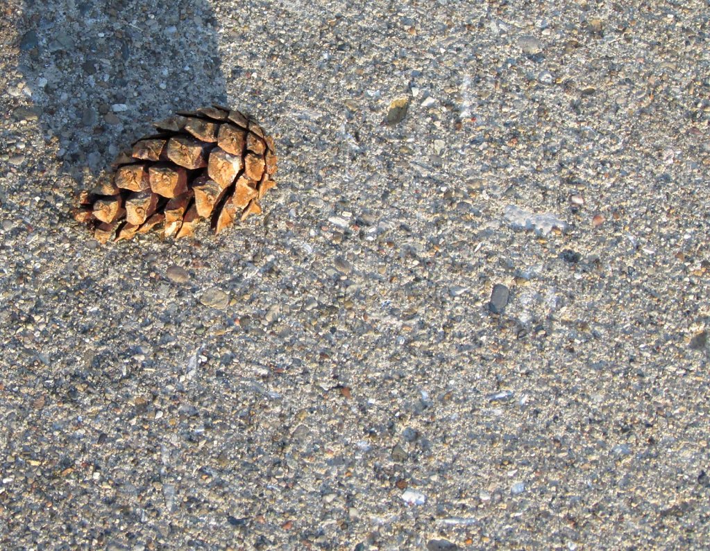 Pine cone on a concrete sidewalk