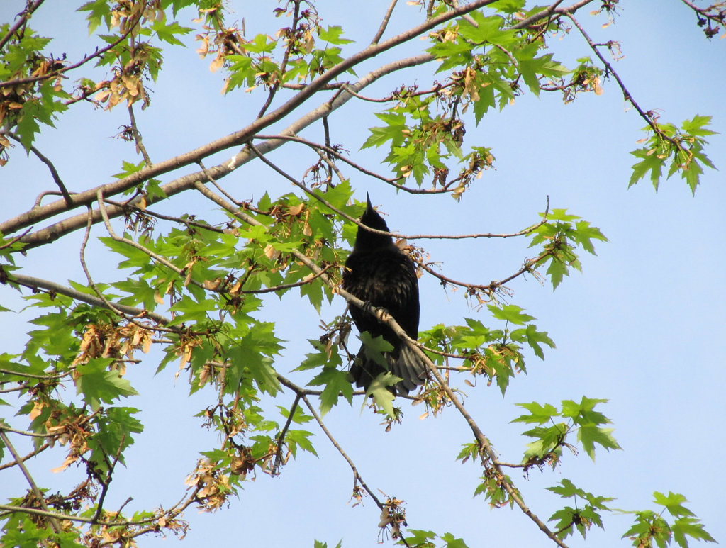 Underside of a black bird resting on tree branch