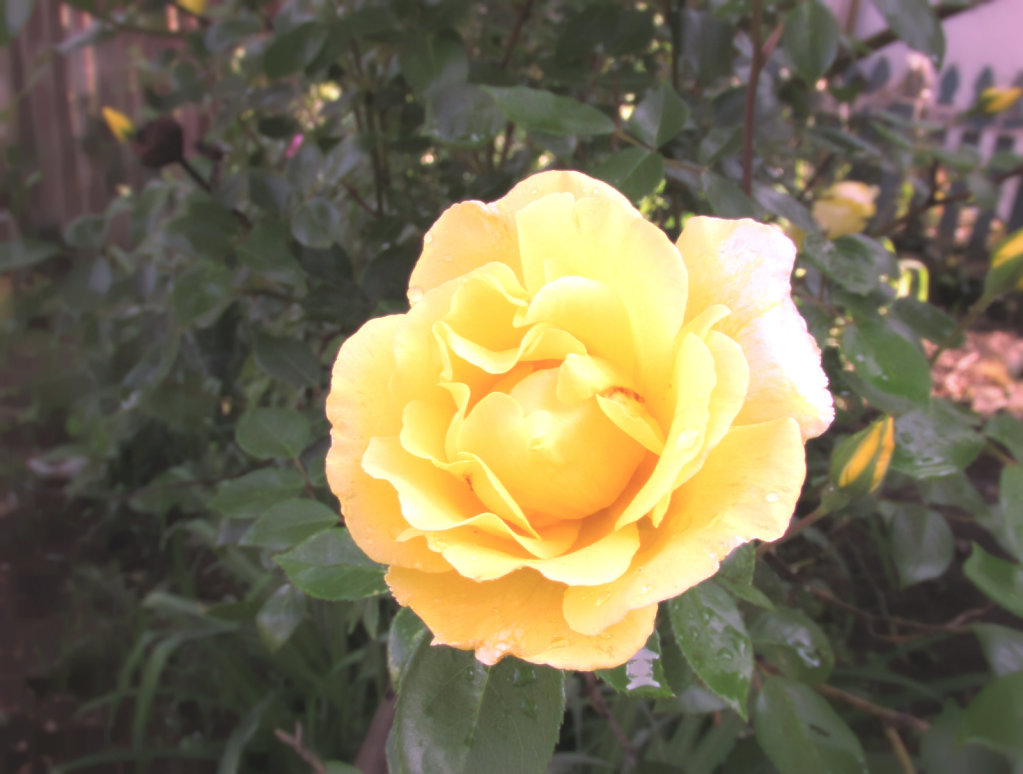 Yellow rose with vintage effect