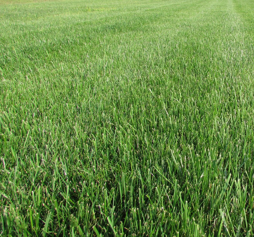 Green grass picture on an angle