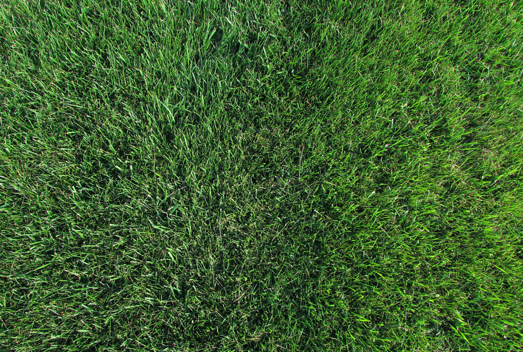 Photo looking down on green grass