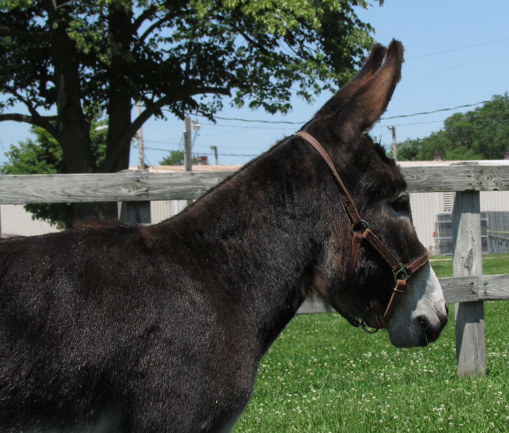 Donkey in summer