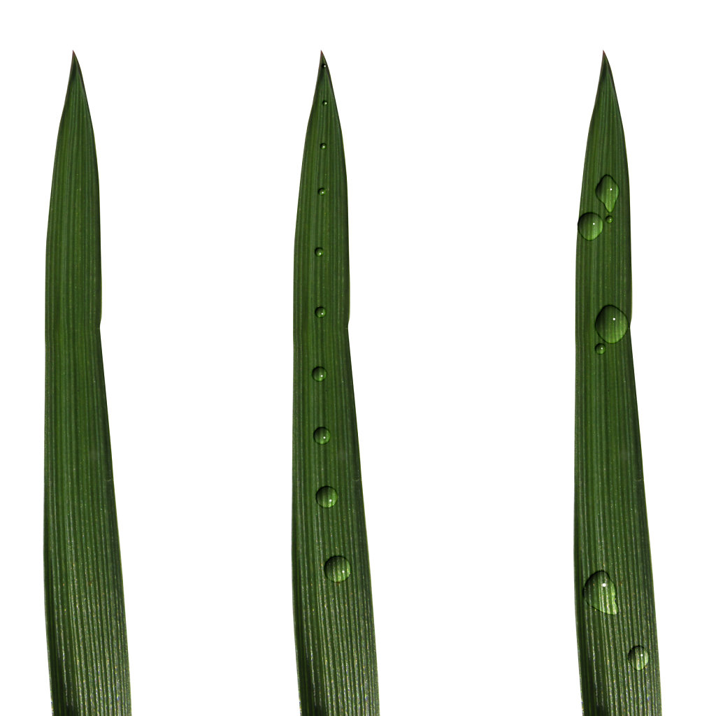 Grass blades with water droplets