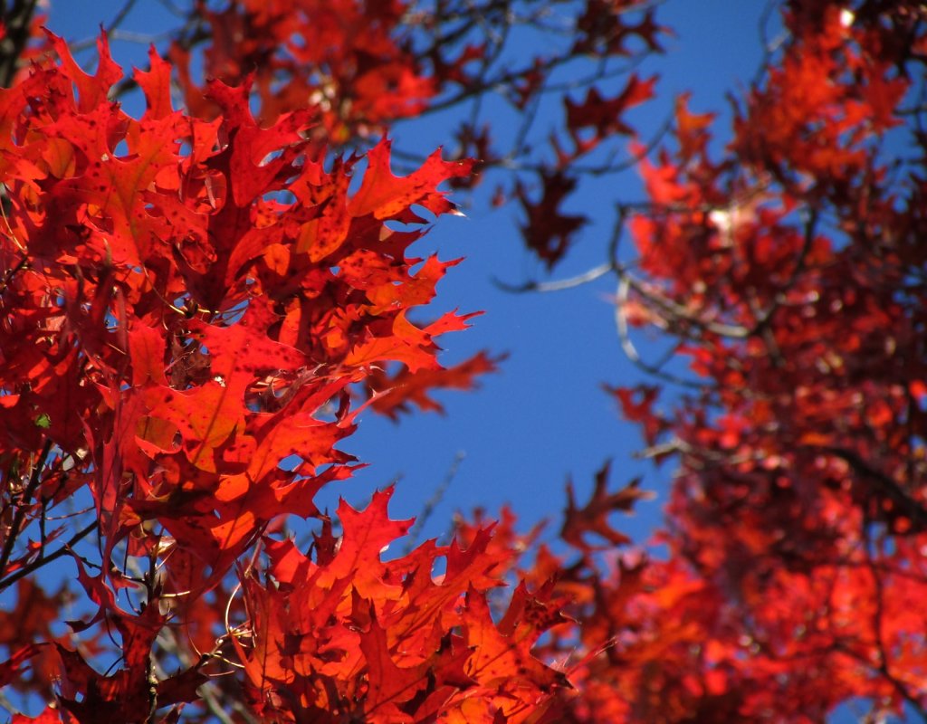 Bright red leaves on an oak tree
