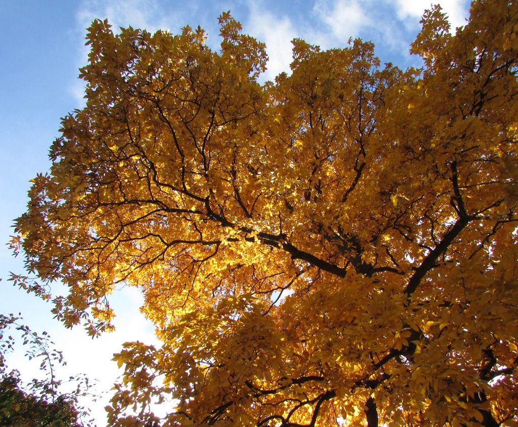 Golden leaves on a tree
