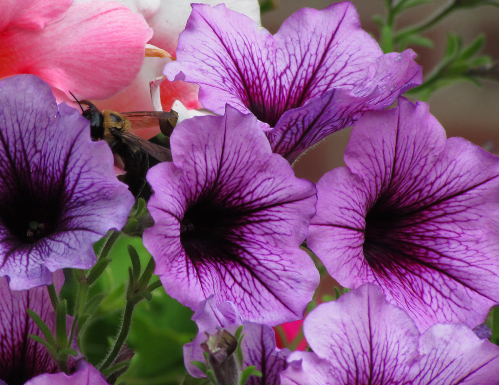 rich purple petunias with a bumble bee 