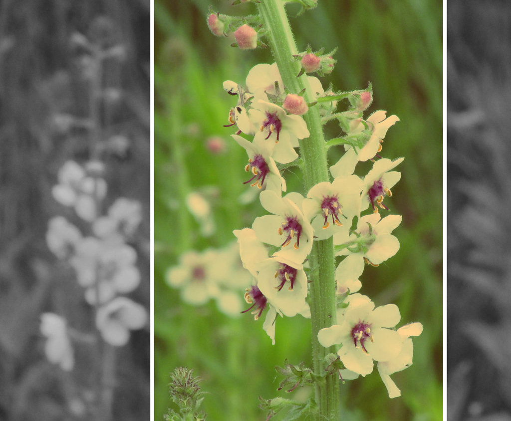 Flowering weed picture