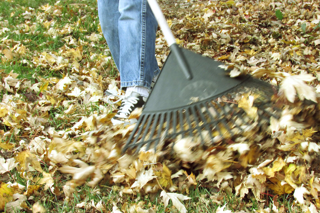 Picture of kid raking fall leaves