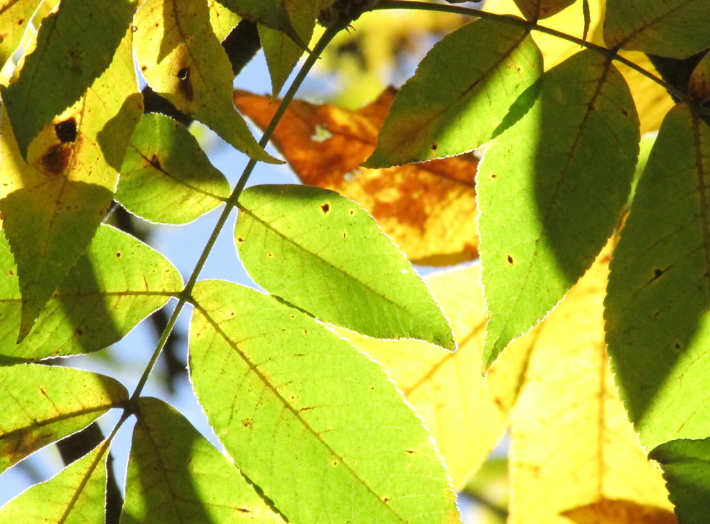 tree leaves background pic