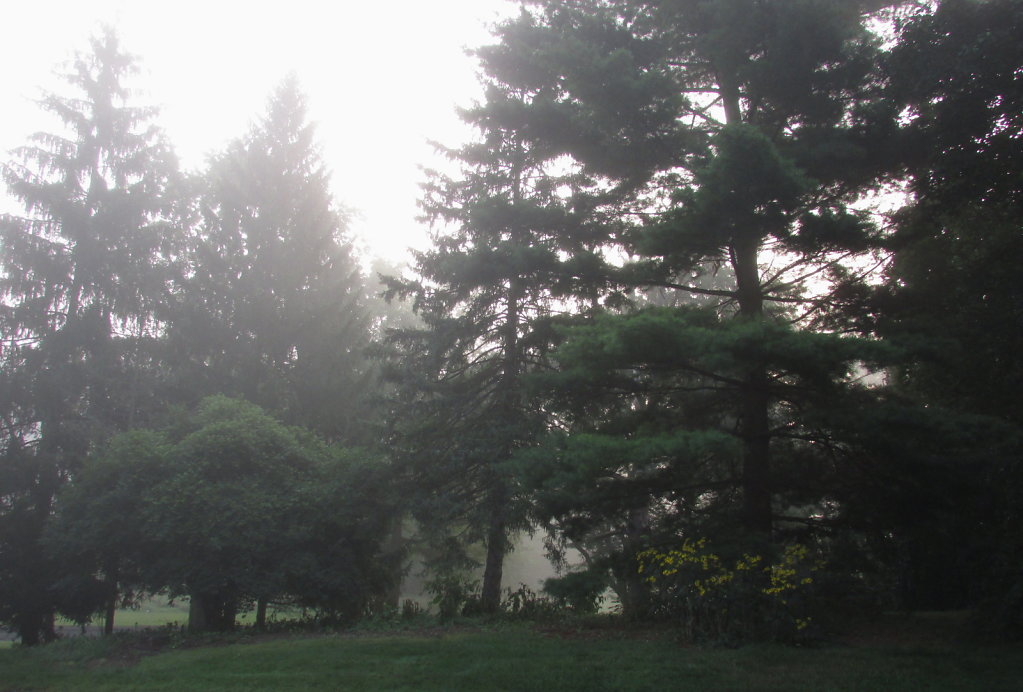 Morning fog picture in the park