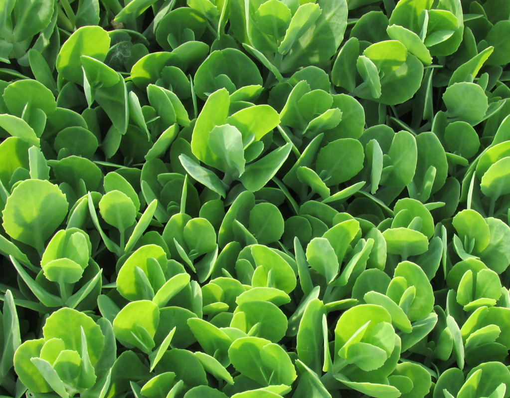 Green ground cover picture