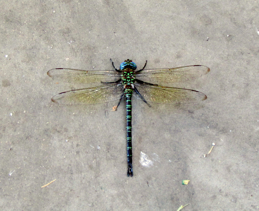 The blue and green Dragonfly